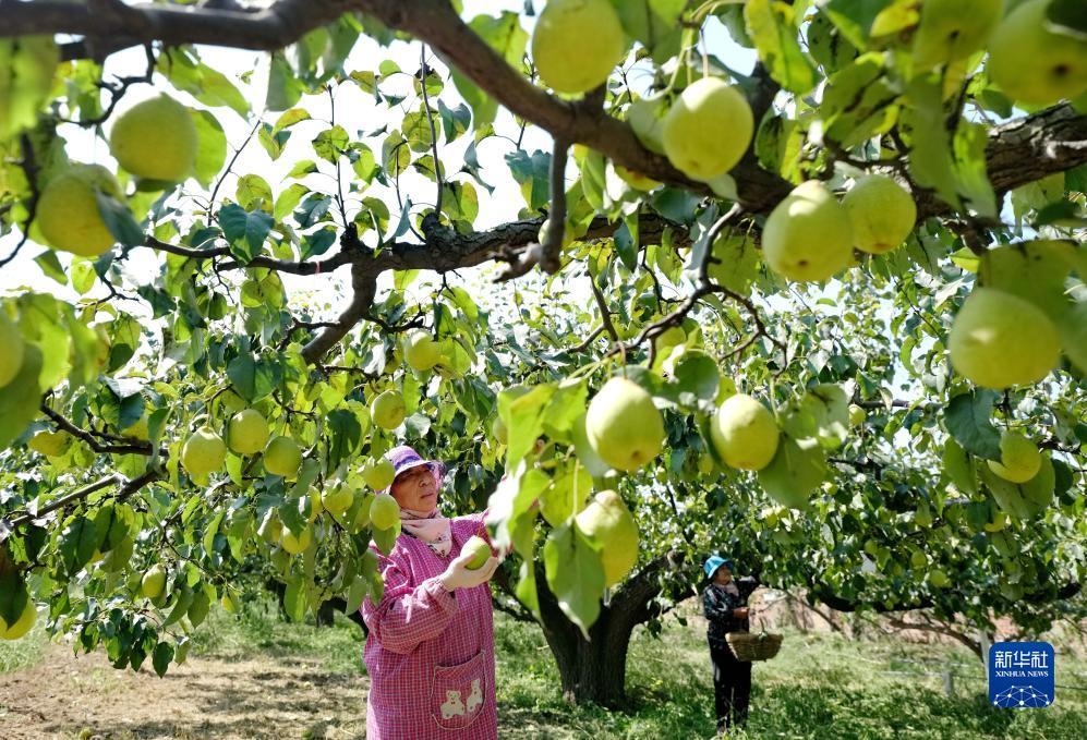 免费菠菜导航